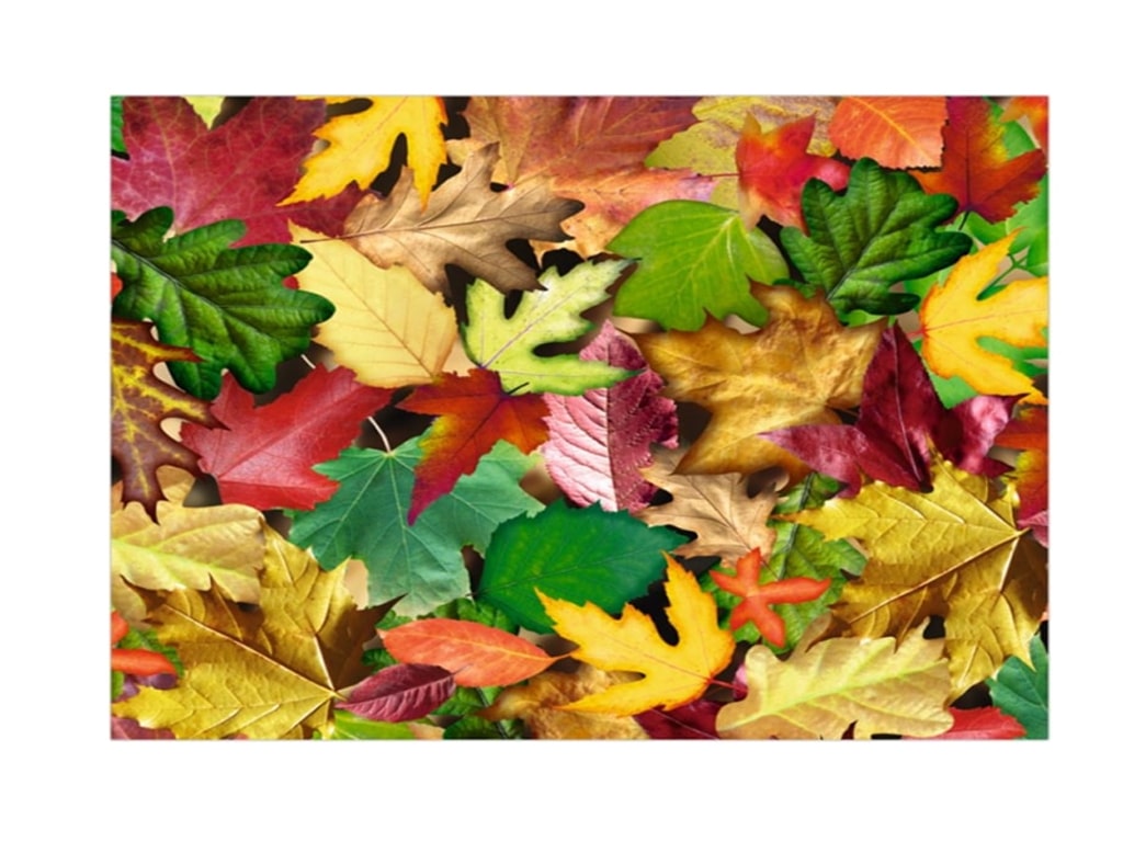 ΧΑΡΤΟΝΙ PHOTO ΦΥΛΛΑ ΜΕΓΑΛΑ 49,5Χ68 εκ.